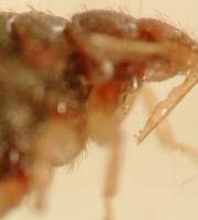 side-view-bed-bug